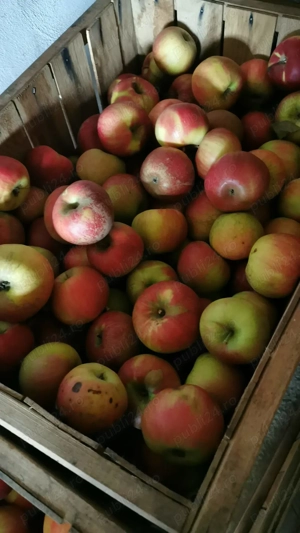 Vand mere pentru consum!