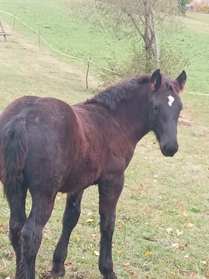 Armasar negru tintat - imagine 3