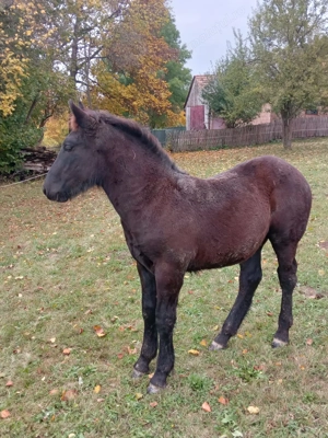 Armasar negru tintat - imagine 2