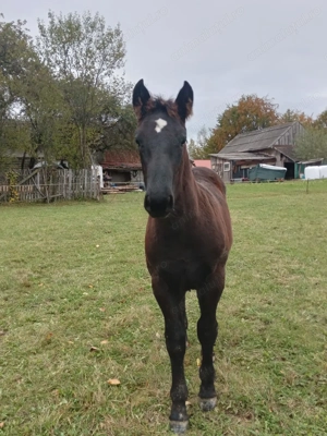 Armasar negru tintat - imagine 4