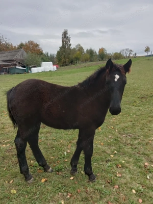 Armasar negru tintat - imagine 5