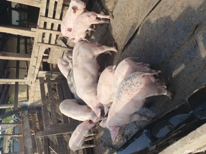 Porci sacrificat si crescut - imagine 2