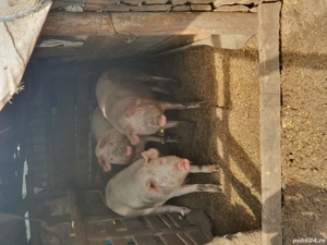 Porci sacrificat si crescut - imagine 4
