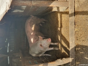 Porci sacrificat si crescut - imagine 3