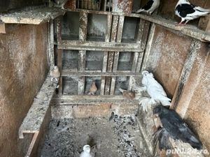 porumbei ornament takla+tobosari germani - imagine 2 porumbei ornament takla+tobosari germani - imagine 2