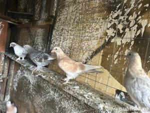 porumbei ornament takla+tobosari germani - imagine 4 porumbei ornament takla+tobosari germani - imagine 4