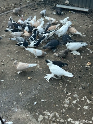 porumbei ornament takla+tobosari germani - imagine 5 porumbei ornament takla+tobosari germani - imagine 5