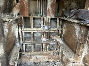 porumbei ornament takla+tobosari germani - imagine 3 porumbei ornament takla+tobosari germani - imagine 3