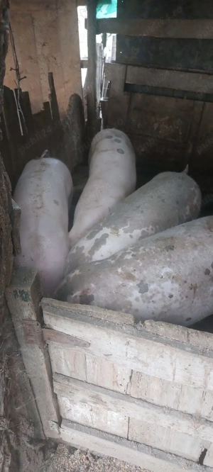 Porci și purcei de carne pentru Crăciun 100_150 - imagine 4