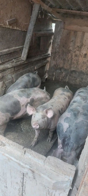 Porci și purcei de carne pentru Crăciun 100_150 - imagine 5