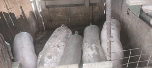 Porci și purcei de carne pentru Crăciun 100_150 - imagine 2