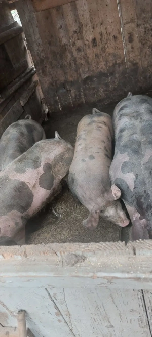 Porci și purcei de carne pentru Crăciun 100_150 - imagine 3