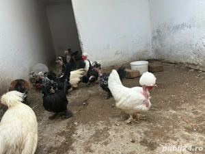 gainusi ornament de bregova