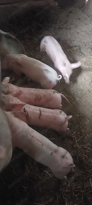 Purcei de carne  - imagine 2 Purcei de carne  - imagine 2