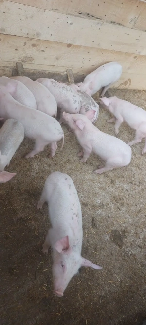 Purcei de carne  - imagine 4 Purcei de carne  - imagine 4