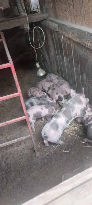 Purcei de carne  - imagine 3 Purcei de carne  - imagine 3