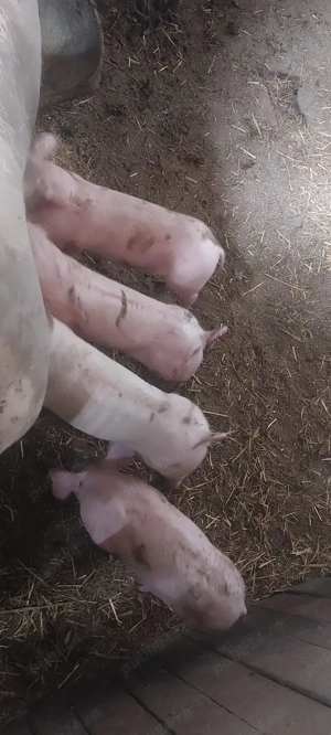 Purcei de carne  - imagine 5 Purcei de carne  - imagine 5