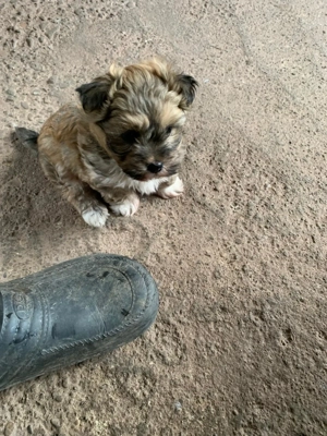 Vindem ciine bison havanez - imagine 2 Vindem ciine bison havanez - imagine 2