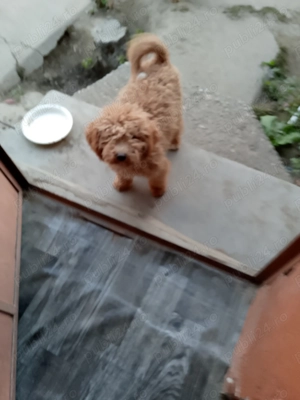 VandDoiCateiRasaPudel