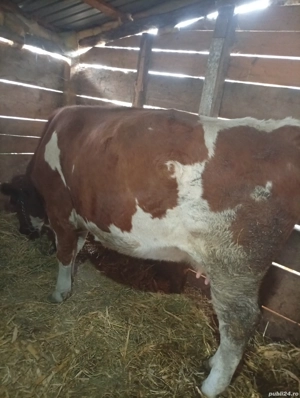 vaca de vânzare  - imagine 4 vaca de vânzare  - imagine 4