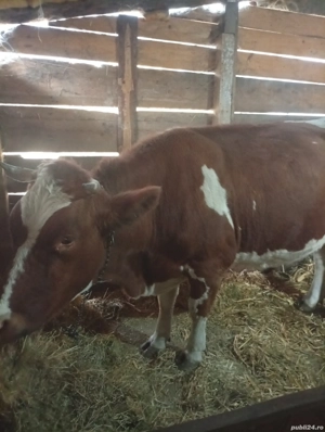 vaca de vânzare  - imagine 2 vaca de vânzare  - imagine 2