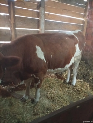 vaca de vânzare  - imagine 3 vaca de vânzare  - imagine 3