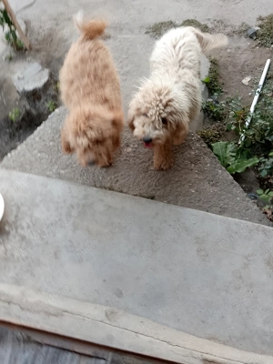 Vând câini rasa pudel pitic