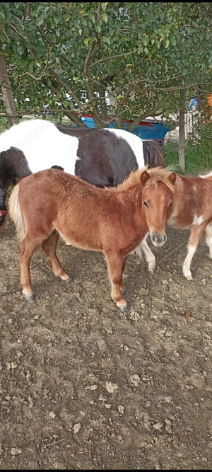 Ponei și poneițe 