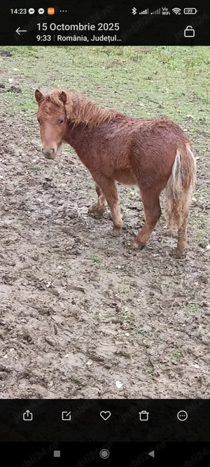 Ponei și poneițe  - imagine 3 Ponei și poneițe  - imagine 3