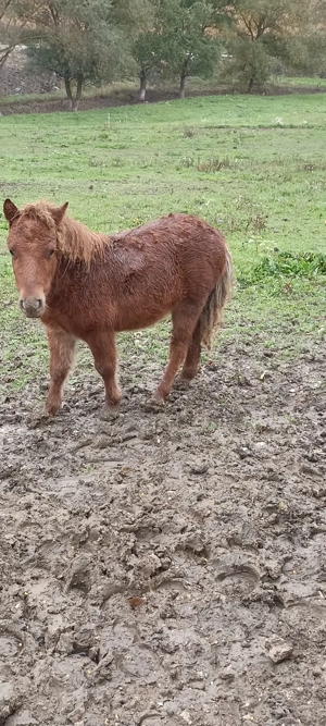 Ponei și poneițe  - imagine 5 Ponei și poneițe  - imagine 5