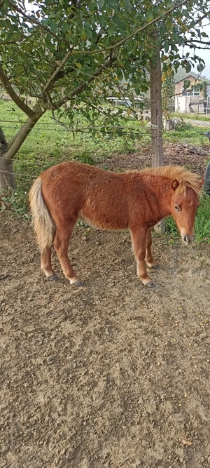 Ponei și poneițe  - imagine 2 Ponei și poneițe  - imagine 2