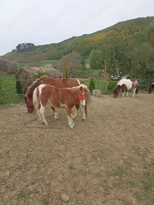 Ponei și poneițe  - imagine 6 Ponei și poneițe  - imagine 6