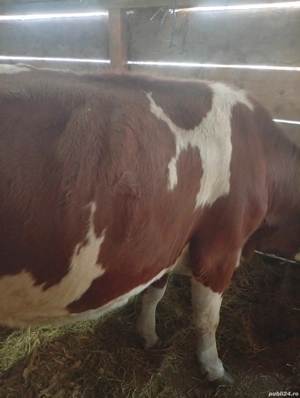 vaca de vânzare  - imagine 5 vaca de vânzare  - imagine 5