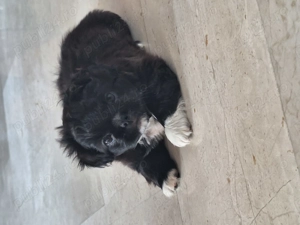 Pechinezi mici de rasă pura-Pekingez Imperial -portocaliu și negru - imagine 3