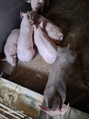 Purcei Pietran de vânzare  - imagine 2 Purcei Pietran de vânzare  - imagine 2