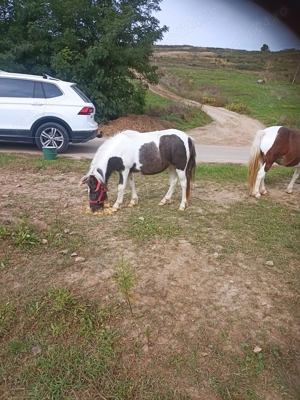 Poneiță tinără de vînzare 