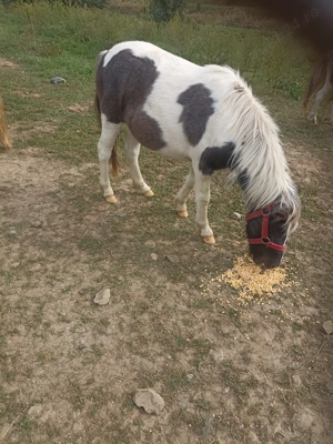 Poneiță tinără de vînzare  - imagine 2 Poneiță tinără de vînzare  - imagine 2