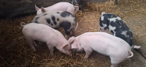 Purcei cu un randament de crestere mare, sanatosi si vioi - imagine 2