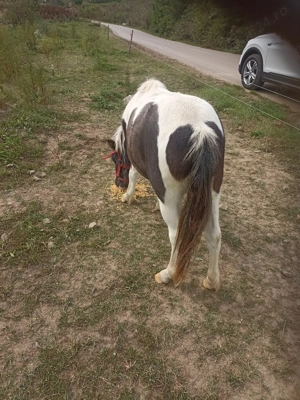 Poneiță tinără de vînzare  - imagine 3 Poneiță tinără de vînzare  - imagine 3