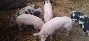 Purcei cu un randament de crestere mare, sanatosi si vioi - imagine 3