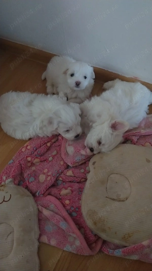 Pui Bichon - imagine 2