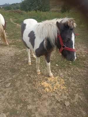 Poneiță tinără de vînzare  - imagine 4 Poneiță tinără de vînzare  - imagine 4