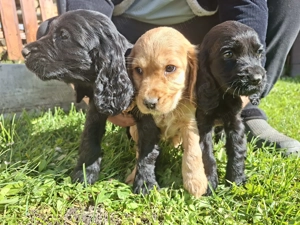 Cocker spaniel englez  - imagine 2