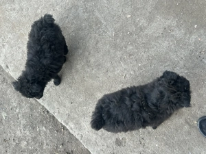 Vând căței talie medie de întors oi vaci capre . - imagine 4