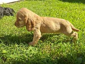 Cocker spaniel englez  - imagine 3