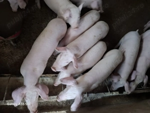 Vând purcei rasa Marele Alb