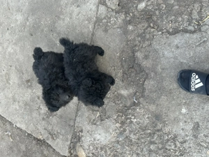 Vând căței talie medie de întors oi vaci capre .