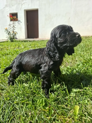 Cocker spaniel englez  - imagine 4