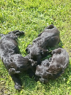 Cocker spaniel englez  - imagine 5