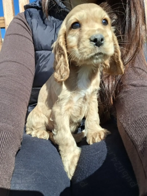 Cocker Spaniel Englez 